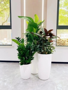 探秘鄞州绿植租赁设计，解锁创意绿色布局